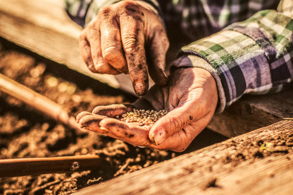 Meristem Communities Indigo farming from seeds