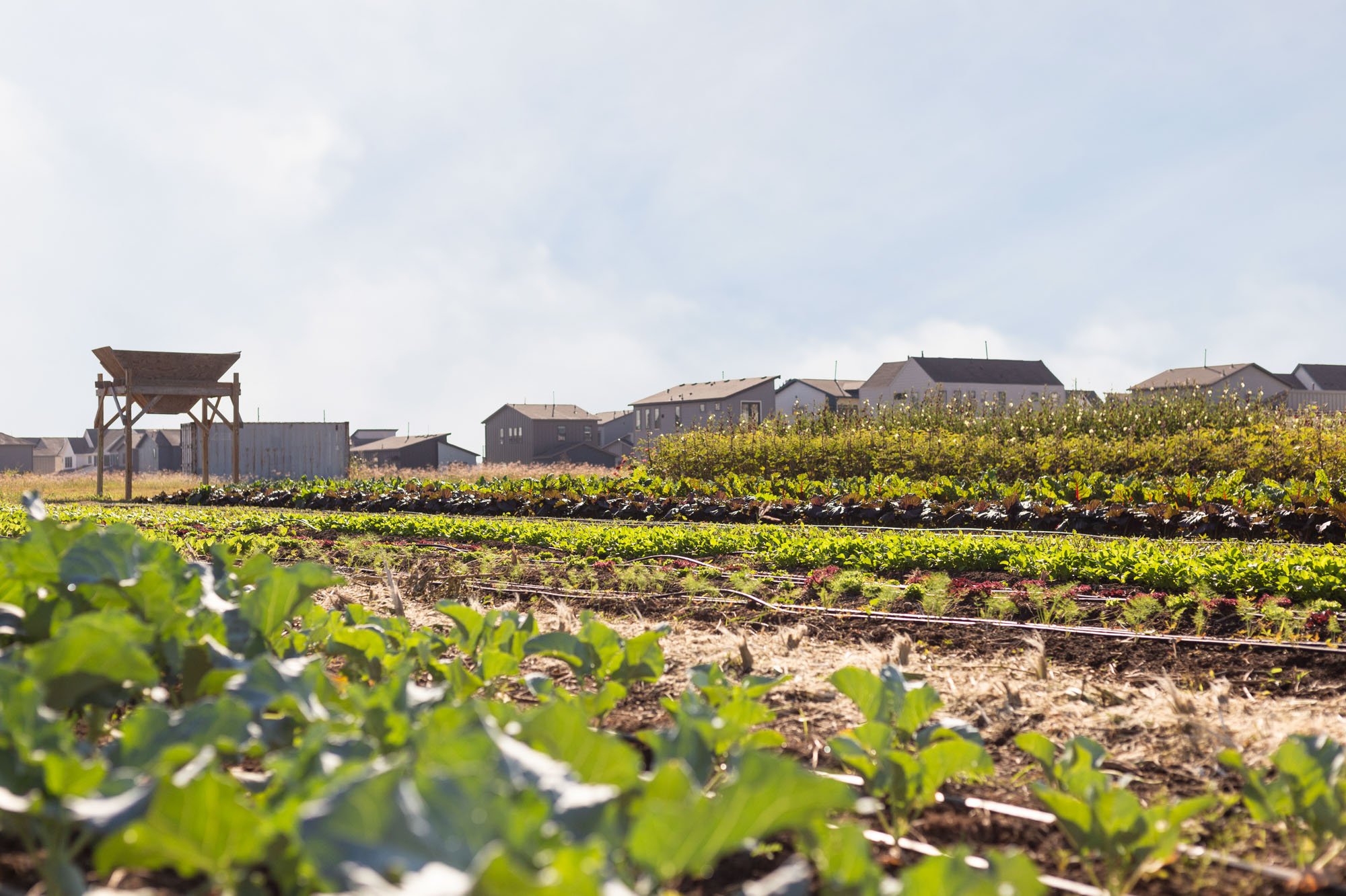 indigo-community-farm-updates-october-2025-04