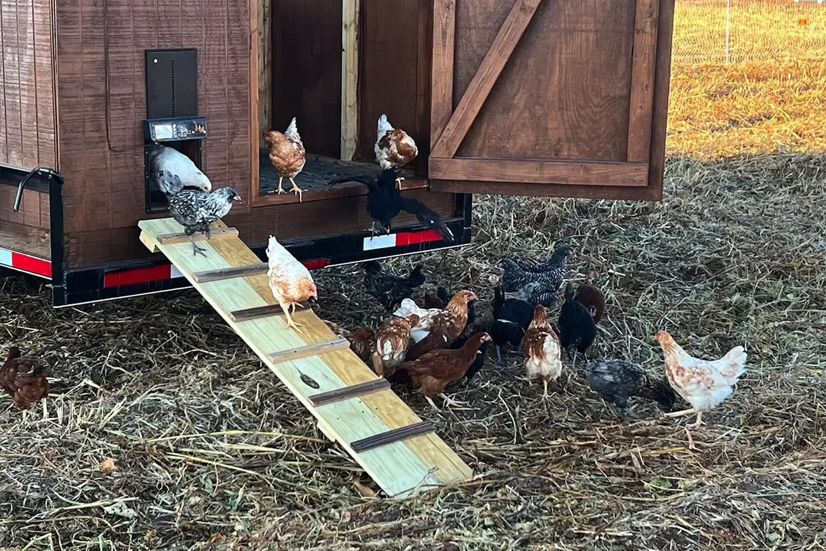 Indigo-Community-Farm-Chicken-Coupe