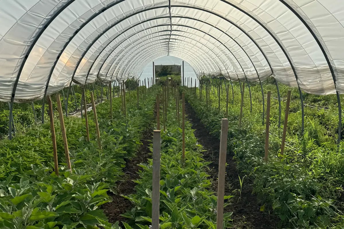 Indigo-Community-Farm-green-house-crops-june-2025
