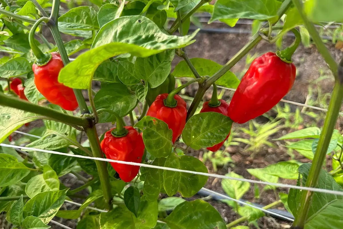 Indigo-Community-Farm-pepper-crops-close-up-june-2025
