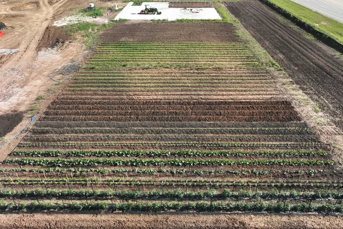Indigo-Community-Farm-rows-of-crops-aerial-view