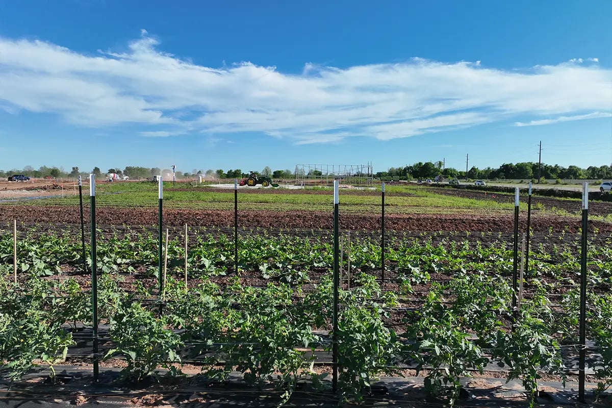 Indigo-Community-Farm-rows-of-crops