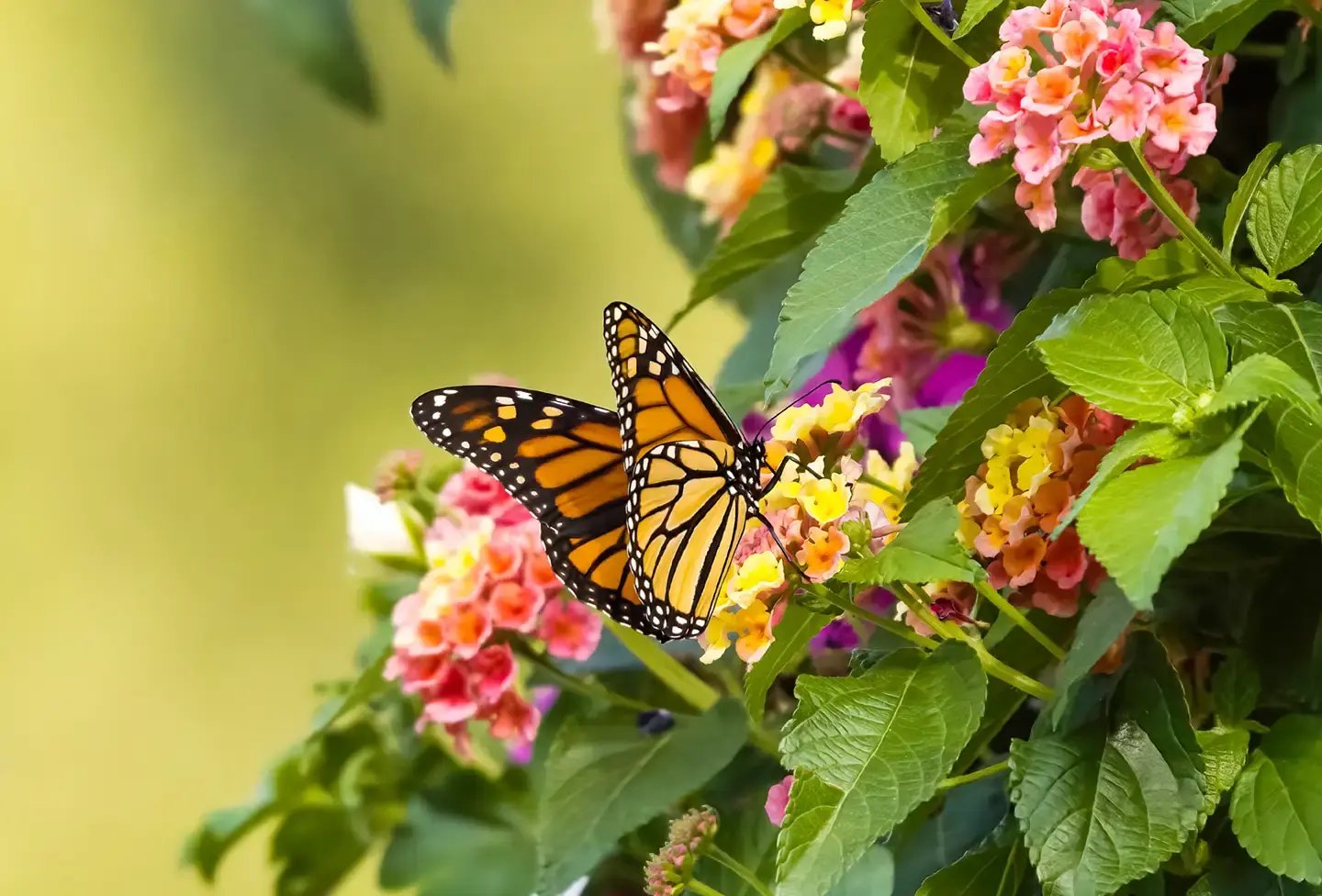indigo-communitiy-beeline-mews-butterfly-with-lantana