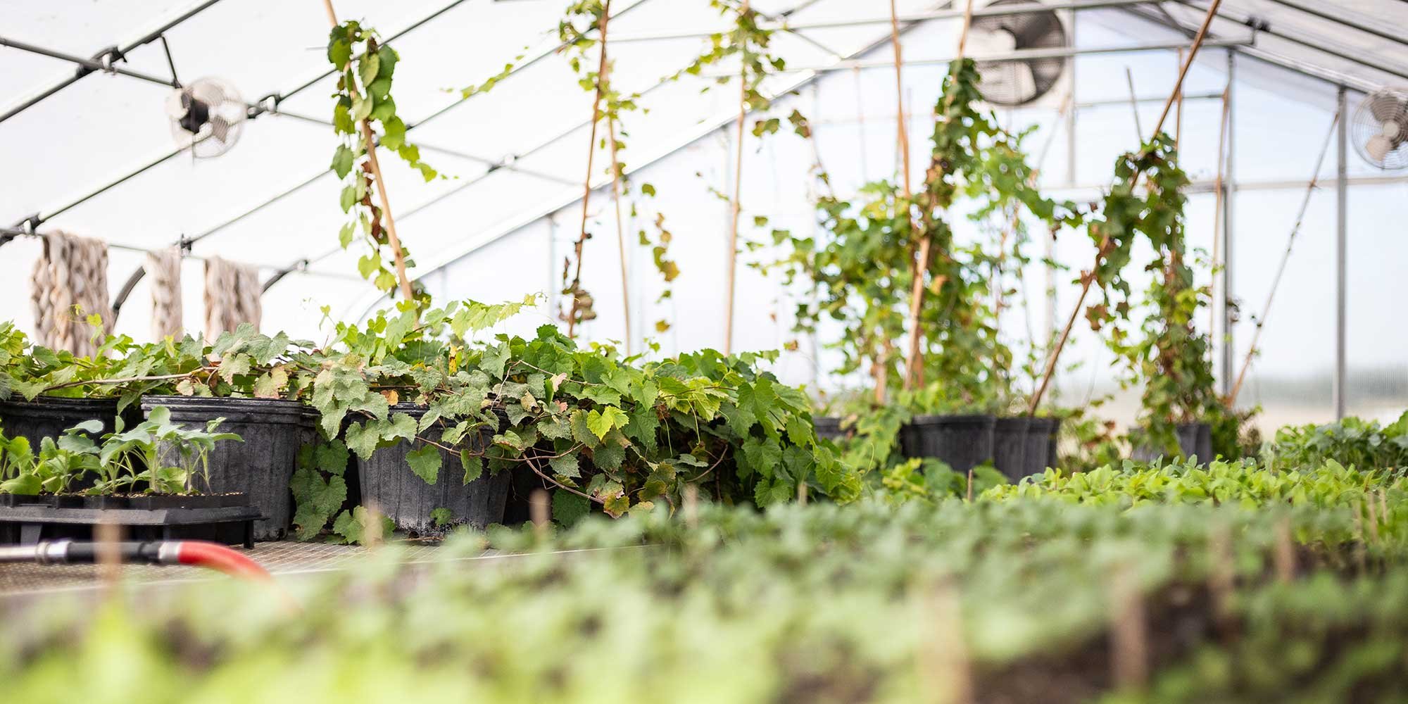 indigo-community-farm-october-2025-01