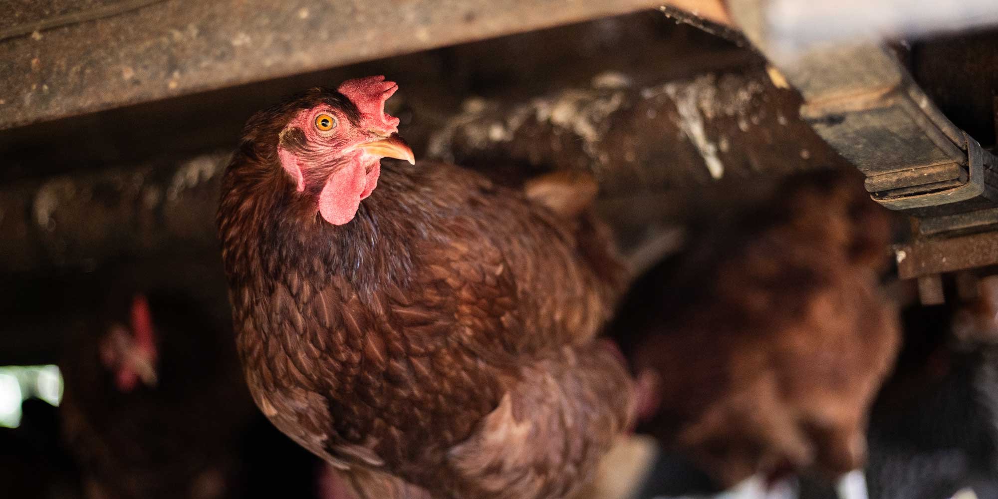 indigo-community-farm-october-2025-05