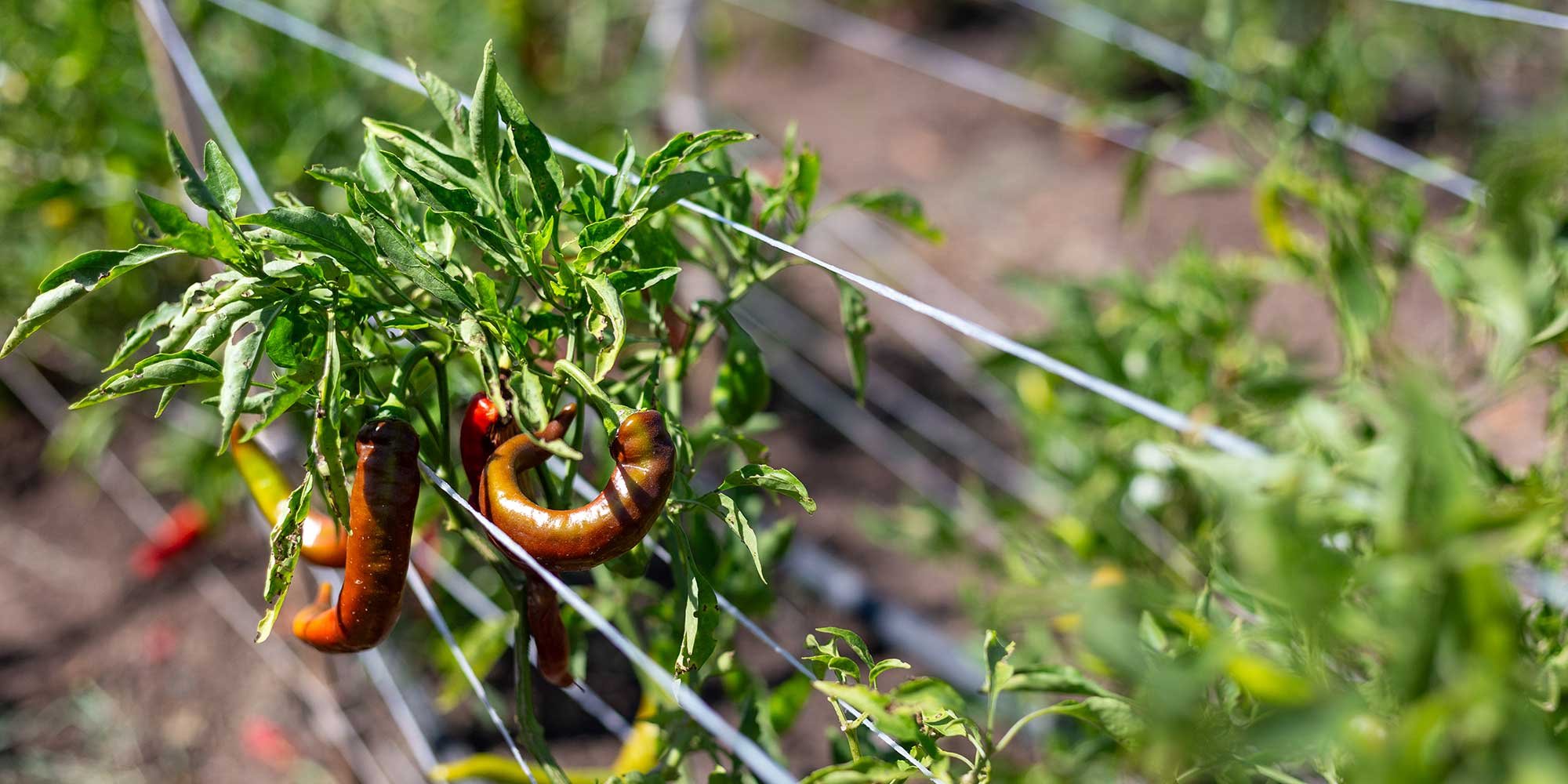 indigo-community-farm-october-2025-06